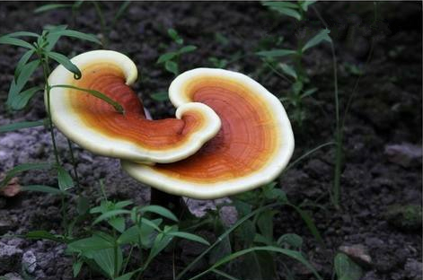 破壁靈芝孢子粉與靈芝之間的關(guān)系