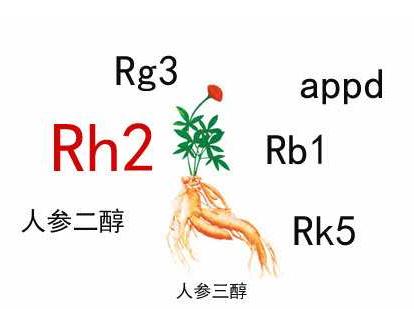 中藥人參皂苷的輔助作用，Rh2和Rg3都不錯