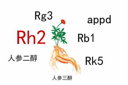 人參皂苷的免疫調(diào)節(jié)作用有什么特殊之處？