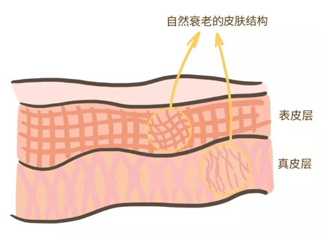 來看看維E是如何抗衰老的，一起看看原理