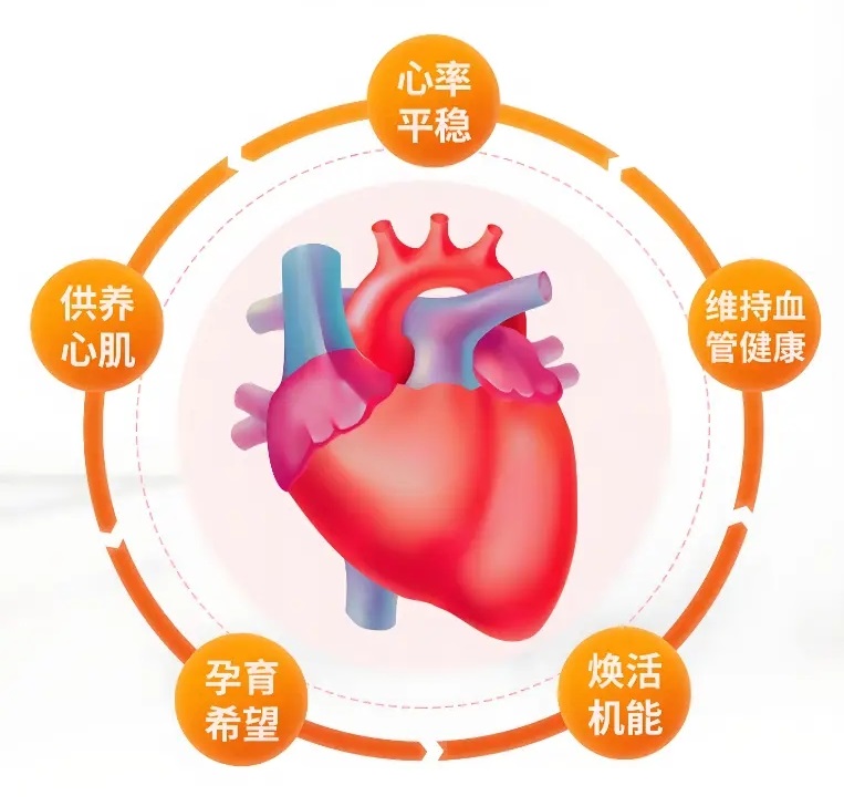 輔酶Q10：了解這一抗衰老和增強(qiáng)心臟健康的成分 